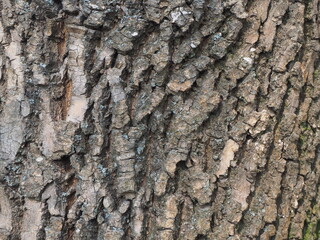 bark of a tree