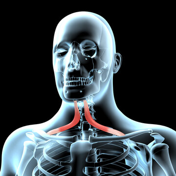 3d Illustration of the Omohyoid Muscles Anatomical Position on Xray Body