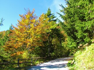 Gravel road leading past a forest in yellow and orange autumn foliage to Ljubelj pass in Slovenia