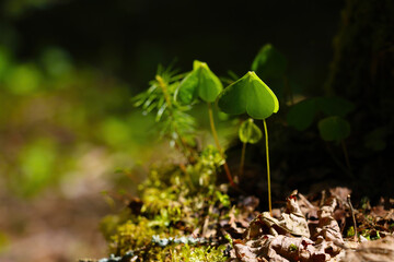 Young green plants in the spring forest.