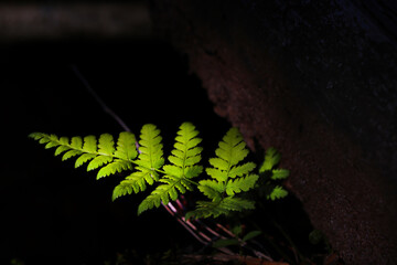 A branch of a young green fern in the forest.