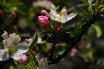A branch of a blossoming apple tree in the spring garden.