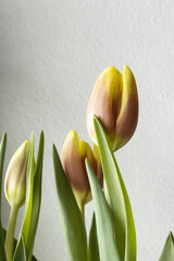 Photograph of Tulips as Part of a Triptych