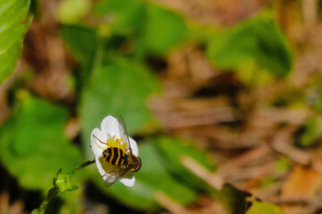 Blooming young strawberry in the spring forest.