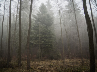 Obraz premium Spooky and gloomy forest, fogging with amazing and dramatic atmosphere.