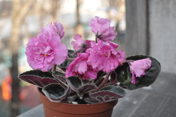 Cultivation of violets in the apartment and at home flowering pink