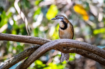 Greater Necklaced Laughingthrush (Ianthocincla pectoralis) A large, long-tailed, thrush like bird of dense forests. Note its black necklace, streaked white cheek patch, and pale band near the trail.