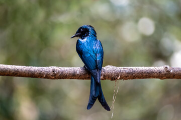 Beautiful shot of bronzed drongo (Dicrurus aeneus) bird