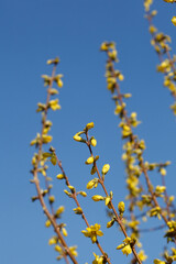Forsythienknospen, Forsythienblüte, Forsythien, Goldglöckchen (Forsythia), Blauer Himmel, Deutschland, Europa