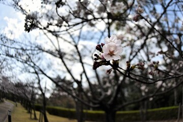 桜開花