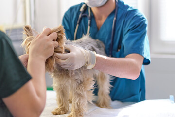 small dog at the reception at the veterinarian. Image of dog on the operating table and doctor in a...