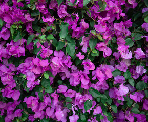 Close-up of a spectacular bush with purple leaves.