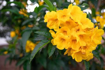 Naklejka na ściany i meble Blooming yellow flowers on a tree close-up.