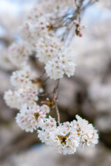 美しいボケと桜