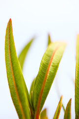 Blätter eines Oleanders (Nerium oleander).