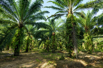 Fototapeta na wymiar Oil palm plantation in Thailand, Elaeis guineensis
