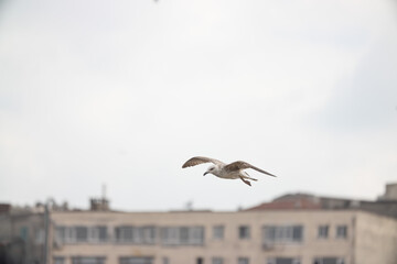 Fototapeta premium Birds seagulls on the streets of Istanbul