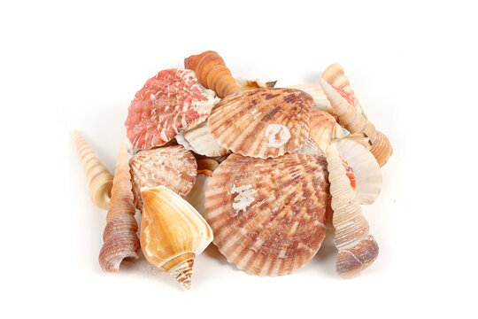 sea shells isolated on white