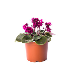 Naklejka na ściany i meble Pink violets in a pot isolated.