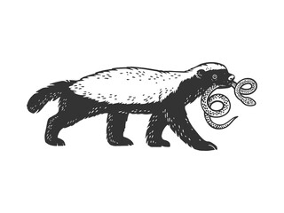 Honey badger ratel sketch raster illustration