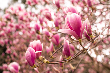 Obraz premium Blooming magnolia tree. Lots of blooming pink flowers.