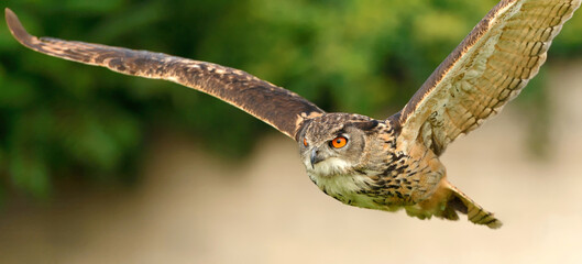 Uhu fliegend