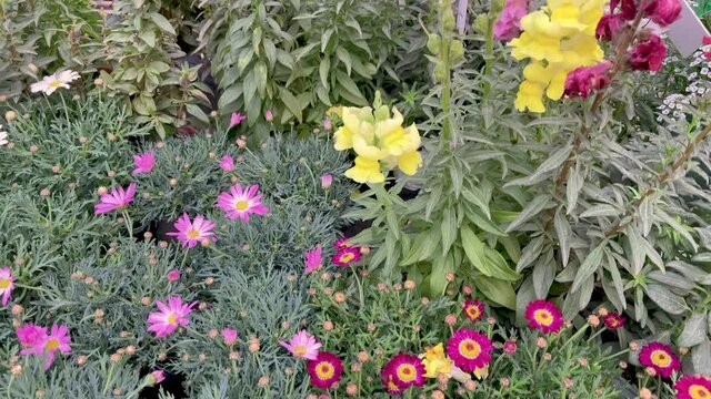 Camera slowly moves from decorative flowers to blurred buyer at background in the greenhouse