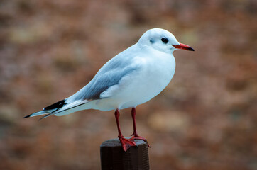 Primo piano di una gabbianella in piedi su una briccola, tipico palo di legno della laguna di Venezia 