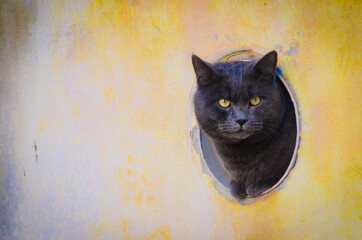 Gatto nascosto in  un buco nel muro a Venezia