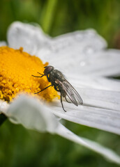 White Daisy with a Fly on it, Macro, Nature