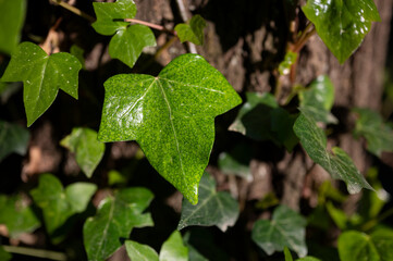 Detail of the green leaves of the vine that climbs the tree