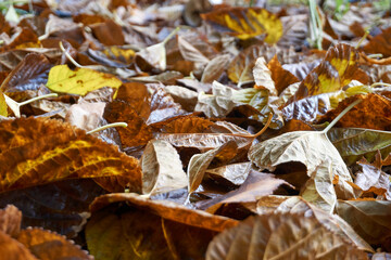 Beautiful and colorful background from autumn leaves