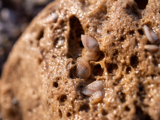 shellfish on the rocks on the beach  of  Cilento and Vallo di Diano National park. Salerno, Campania, Italy