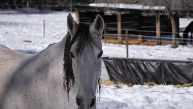 Andalusian mare standing in snowed paddock and horse in the background.