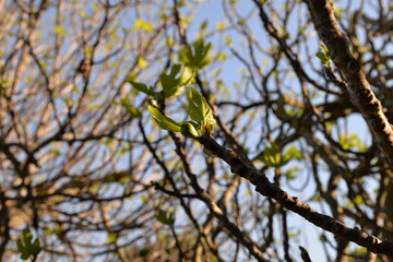 Die ersten Blätter und Triebe im Frühling