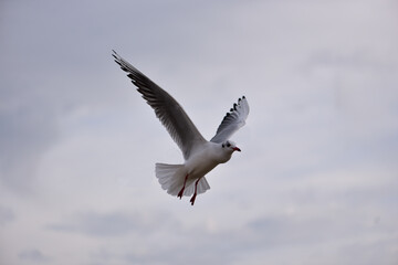 The seagull folded its wings, prepared to land on the sea surface