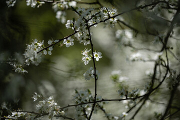 Première fleurs