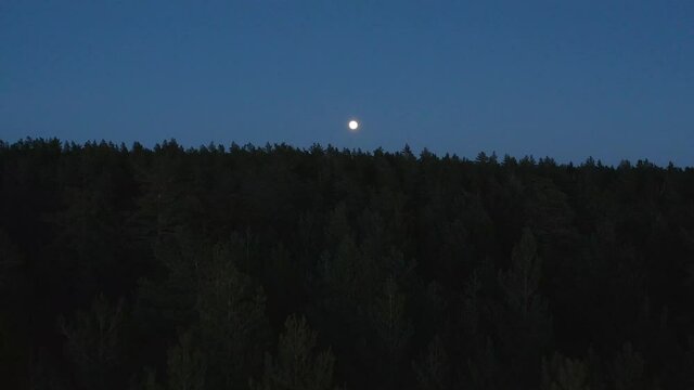 Drone flying over a pine tree forest at night towards full moon. Forward camera movement. 4k footage.