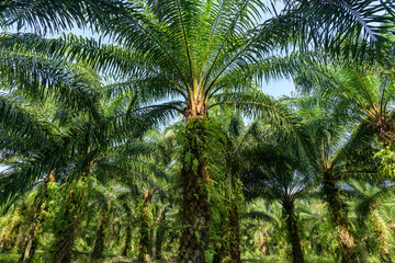 Oil palm plantation in Thailand, Elaeis guineensis