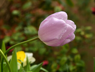 Lovely tulip Paradero with water droplets in spring