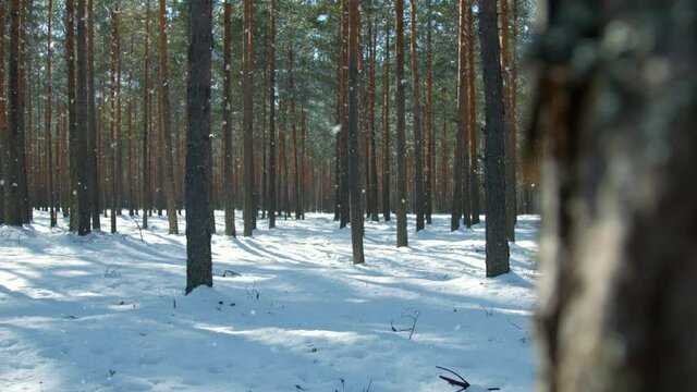 Winter to summer season change transition in wild pine forest