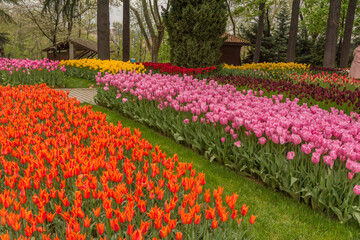 Flower beds with red and white tulips in the tulip festival Emirgan Park, Istanbul, Turkey