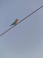 bird on a wire
