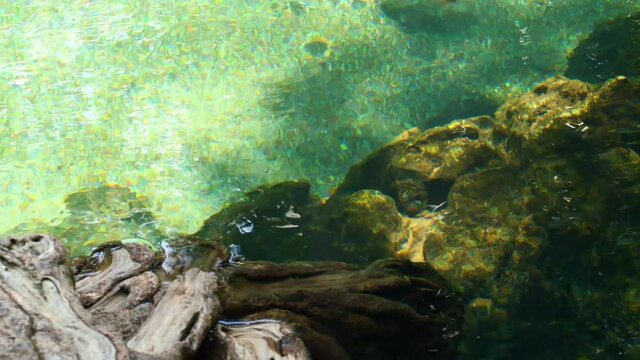 The clear stream water flow, mangrove forest root, Scatophagus argus fish swimming. Close up clear green  Emerald Mineral Pool at Tha Pom Klong Song Nam at Krabi Province Thailand. Tourist attraction.