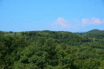 Obraz premium Beautiful green forest in a sunny day