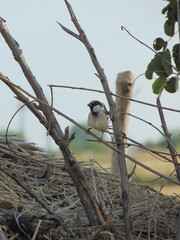bird on a branch