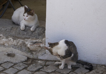 Homless cats in the street