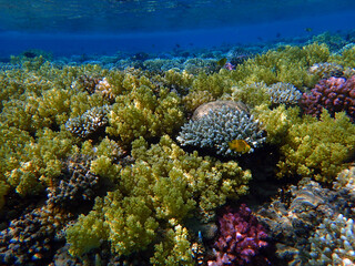 coral reef in Egypt, Makadi Bay