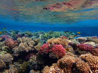 coral reef in Egypt, Makadi Bay