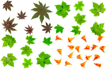 set of leaves